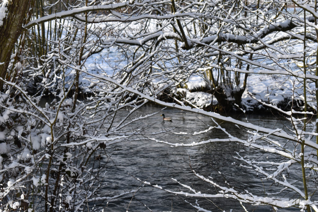 Lac sous la neige